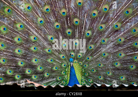 Les plumes de paon se déploient en Banque D'Images