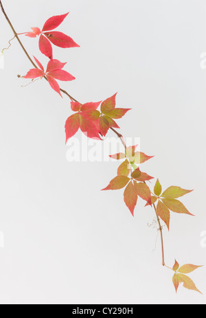 Couper la vigne vierge (Parthenocissus quinquefolia) montrant la tige est diplômé formation d'automne couleur intense. Banque D'Images