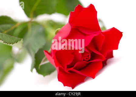 Rose rouge isolated on white Banque D'Images