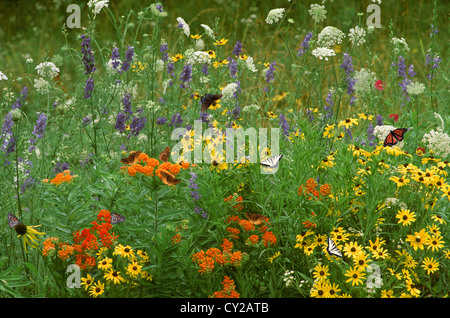 Fleurs de prairie pays jardin avec des plantes indigènes et de nombreuses espèces de papillons en fleurs- Tiger swallowtail, Monarch, Fritillary, USA Banque D'Images