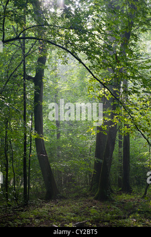 En peuplement feuillu Misty morning rain après avec de vieux arbres en premier plan Banque D'Images