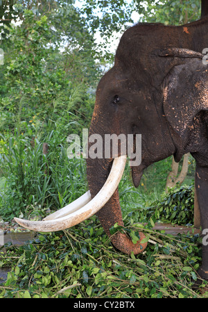 Éléphant mâle aveugle à l'orphelinat Pinnawala elephant au Sri Lanka. Banque D'Images