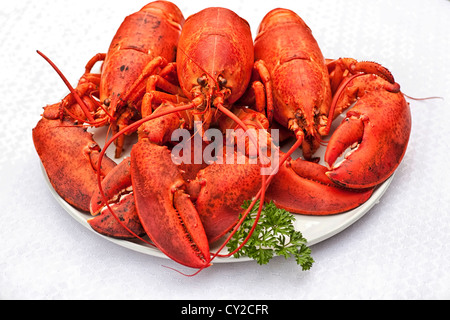 Trois homards cuits sur un plat avec un brin de persil. Banque D'Images