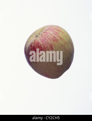 Ashmeads Noyau, UK apple. Banque D'Images