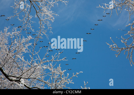 La direction générale de l'aulne enveloppé de neige et troupeau d'oies survolant en arrière-plan contre sky blues Banque D'Images