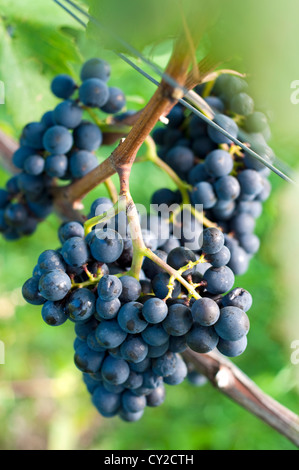 Grappe de raisin rouge dans le vignoble avant la récolte Banque D'Images