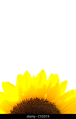 Un beau détail tournesol isolated on white Banque D'Images