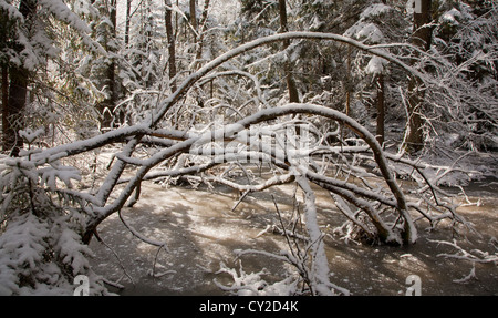 Après les chutes de neige dans des zones humides se matin de neige arbres emballés et congelés autour de l'eau Banque D'Images