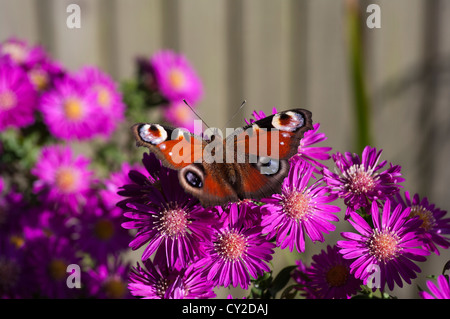 Papillon paon sur Chrysanthèmes British uk English British Butterflies Banque D'Images