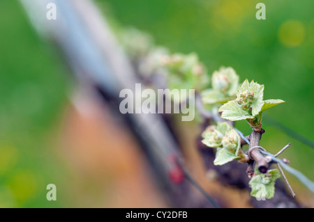 Les bourgeons de printemps bourgeonnant sur une vigne dans le vignoble Banque D'Images