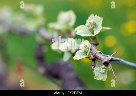 Les bourgeons de printemps bourgeonnant sur une vigne dans le vignoble Banque D'Images