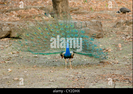 / Peacock Pavo cristatus (paons indiens) dans Bandhavgarh National Park, Madhya Pradesh, Inde Banque D'Images