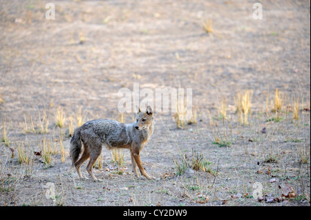 Le Chacal (Canis aureus indien) dans Bandhavgarh National Park, Madhya Pradesh, Inde Banque D'Images