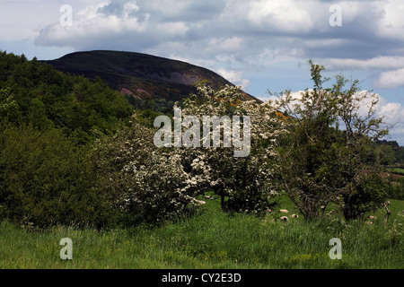 Aubépine en fleur dans une couverture au pied de l'Eildon Hills près de Melrose Ecosse Scottish Borders Banque D'Images