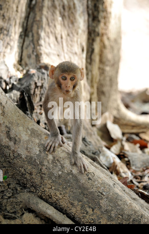 Macaque Rhésus (Macaca mulatta) dans Bandhavgarh National Park, Madhya Pradesh, Inde Banque D'Images