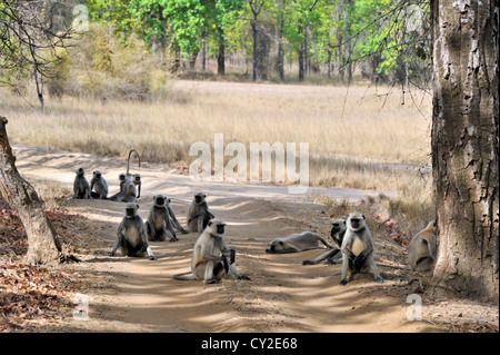 Animaux singe langur Hanuman (Semnopithecus) dans Bandhavgarh National Park, Madhya Pradesh, Inde Banque D'Images