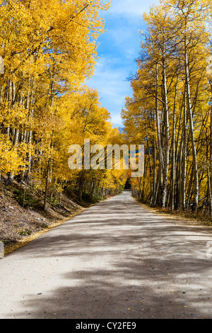 Les feuilles des arbres de peuplier faux-tremble (Populus tremuloides) changer à jaune à l'automne sur Como Boreas pass en Californie Banque D'Images