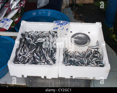 Les sardines ou anchois à partir de la région de la mer Noire en vente à Karaköy poissons marqués à Istanbul Turquie Banque D'Images