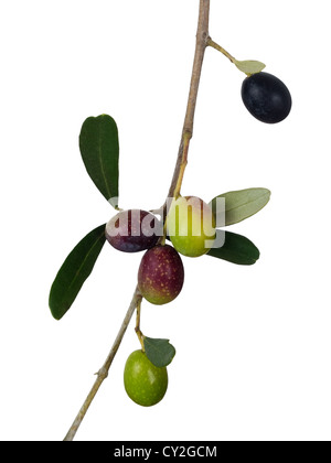 Le mûrissement des olives sur l'arbre,isolated over white