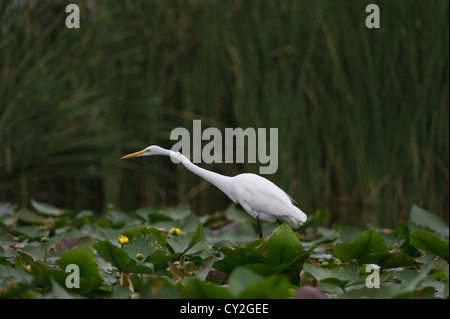 Grande Aigrette traque c'est la proie Banque D'Images