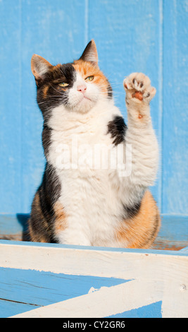 Beau chat calico jouer avec sa patte en l'air, contre une grange bleu Banque D'Images