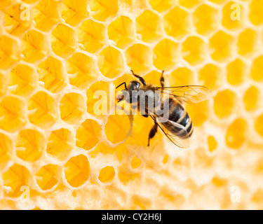 Macro de nid d'abeille travaillant dans shot Banque D'Images