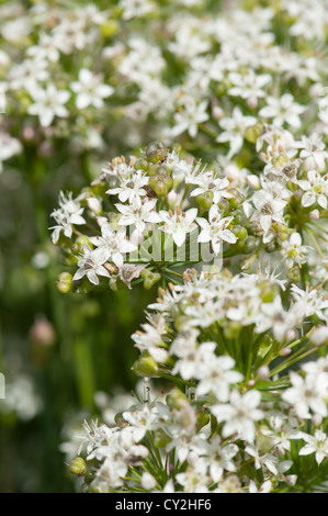 La ciboulette, ail Allium tuberosum,en pleine floraison Banque D'Images