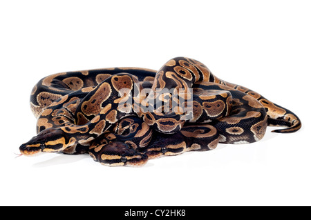 Plusieurs Ball Pythons dans un noeud sur fond blanc. Banque D'Images