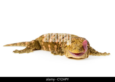 Gecko géant de Nouvelle-Calédonie (Rhacodactylus leachianus) isolé sur fond blanc. Banque D'Images