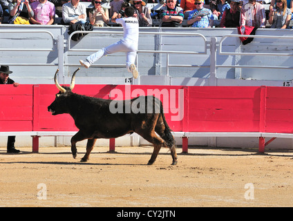 Un Raseteur à défaut d'arracher le ruban d'entre les cornes des taureaux, quitte l'anneau au cours de la Fete des Gardians, Arles, Provence, France Banque D'Images