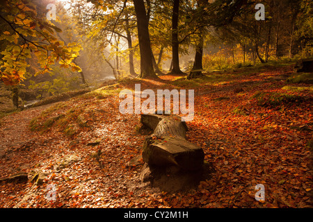 Rayons de Soleil sur les feuilles d'automne en streaming à travers les arbres dans les bois. Les hêtres. L'automne Banque D'Images