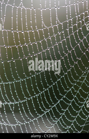 Close up of garden web spiders couverte de rosée sur un matin d'automne brumeux, Angleterre, octobre. Banque D'Images