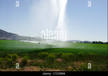 Pivot d'irrigation dans le champ de luzerne dans le sud de l'Idaho, avec la fin d'après-midi éclairant l'eau Banque D'Images