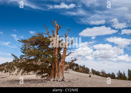 Vue spectaculaire de l'ancienne forêt de pin. Banque D'Images