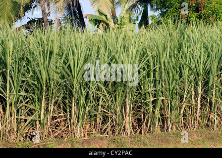 Les cultures de canne à sucre dans la région de champ,Tamil Nadu, Inde. Banque D'Images