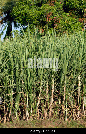 Les cultures de canne à sucre dans la région de champ,Tamil Nadu, Inde. Banque D'Images