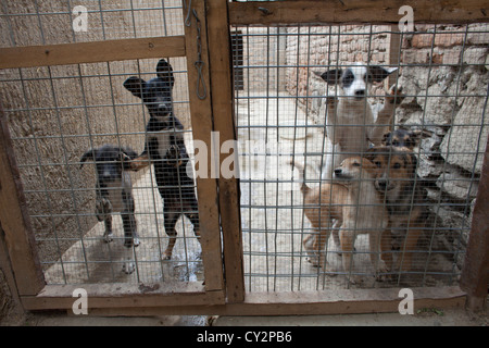 Nowzad est un chenil pour les chiens de rue à Kaboul, dirigé par Louise haslie Banque D'Images