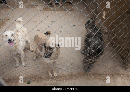 Nowzad est un chenil pour les chiens de rue à Kaboul, dirigé par Louise haslie Banque D'Images