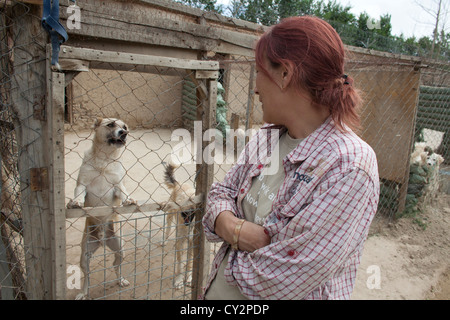 Nowzad est un chenil pour les chiens de rue à Kaboul, dirigé par Louise haslie Banque D'Images