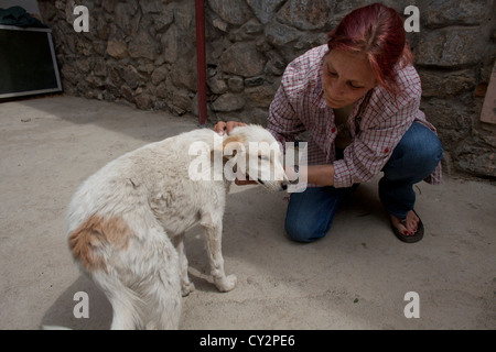 Nowzad est un chenil pour les chiens de rue à Kaboul, dirigé par Louise haslie Banque D'Images