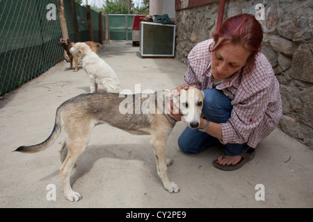 Nowzad est un chenil pour les chiens de rue à Kaboul, dirigé par Louise haslie Banque D'Images