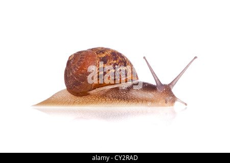 Escargot isolé sur fond blanc Banque D'Images