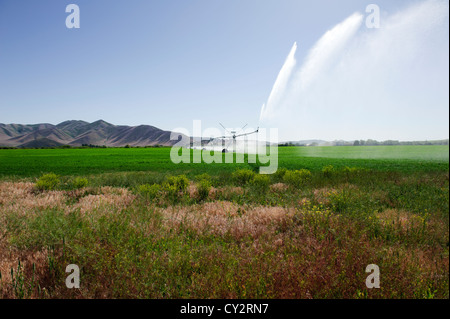 Pivot d'irrigation dans le champ de luzerne dans le sud de l'Idaho, avec la fin d'après-midi éclairant l'eau Banque D'Images