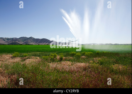 Pivot d'irrigation dans le champ de luzerne dans le sud de l'Idaho, avec la fin d'après-midi éclairant l'eau Banque D'Images