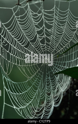 Orb Web couvert de la rosée à l'aube. Banque D'Images