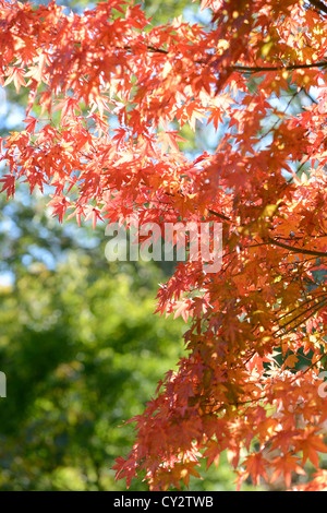 Feuilles d'automne colorés sur une journée ensoleillée Banque D'Images