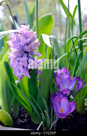 Crocus et jacinthes Banque D'Images