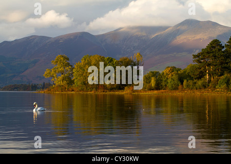 Cygne sur Derwent Water Banque D'Images