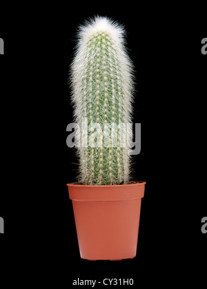 Cactus en vase en plastique isolé sur un fond noir. Banque D'Images