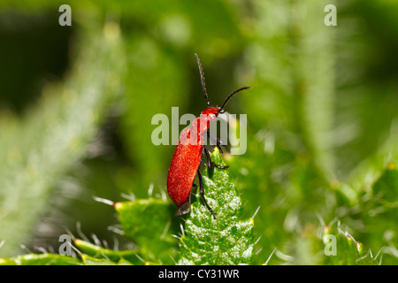 Cardinal à tête rouge Pyrochroa serraticornis, Coléoptère Banque D'Images